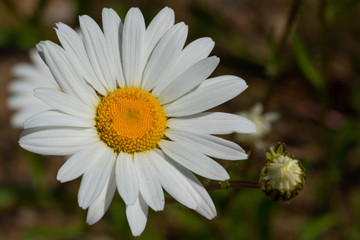 Common daisy, Leucanthemum vulgare