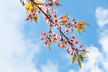 Cherry blossom flowers , sakura flowers on sky background.