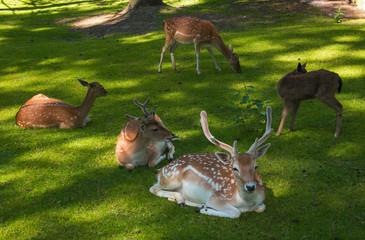 Famiglia di caprioli in un prato nelle Dolomiti