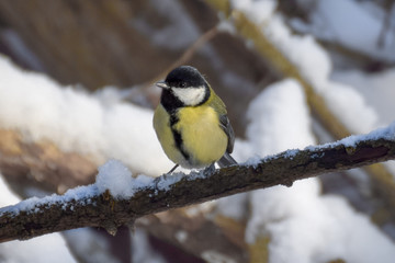 Fototapeta premium Great tit on branch in the snow