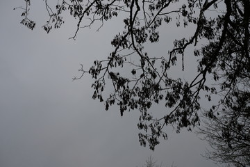 Winter Snow Landscape Europe January