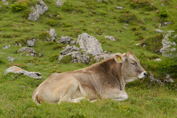 Mucca al pascolo si riposa sul prato