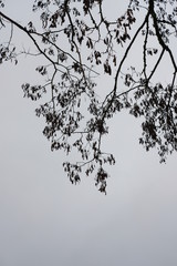 Winter Snow Landscape Europe January