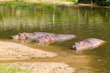 Three Hippo (Hippopotamus amphibius) sleeping in pond