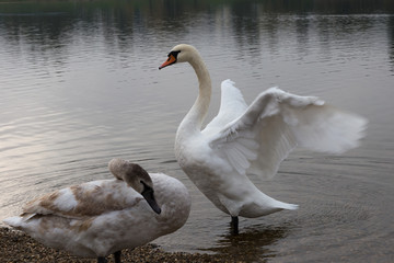 Swan on the shore of the lake with raised wings.