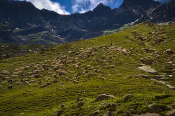 Sheep grazing on a grass hill in Himalayas near Rohtang pass 