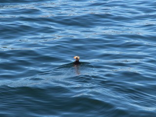Fototapeta premium tufted puffin (Fratercula cirrhata), also known as crested puffin, swims on water