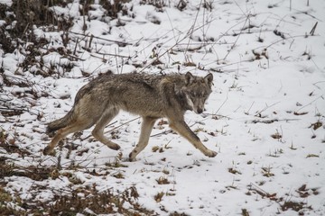 parco nazionale d'abruzzo 2019