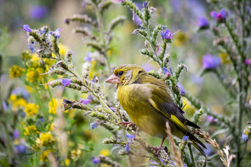 A bird is on a branch in the field