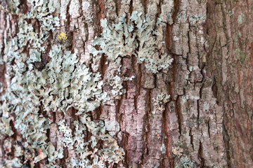 Lichens and fungi on the bark of a tree.