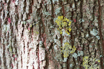 Lichens and fungi on the bark of a tree.