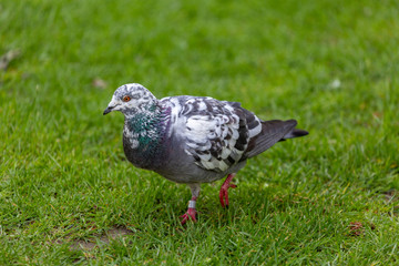 Pigeon on grass field