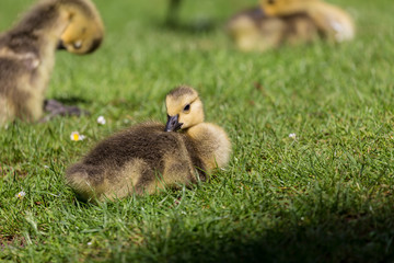 Young canadian goose on grass field