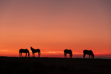 Obraz na płótnie Canvas Wild Horses Silhouetted at Sunrise