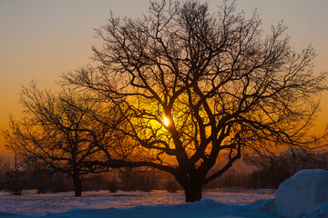 oak silhouette at dawn