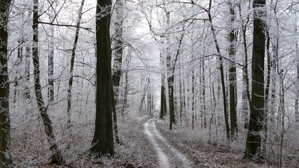 Beautiful Winter Forest Scenery - Footpath leading through a snowy forest with frozen trees