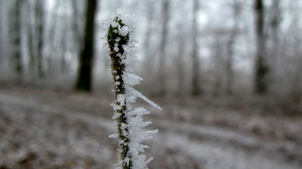 Branch / Twig in winter with snow crystals and snowflakes. Blurred background. Macro.