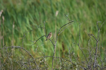 bird on a branch