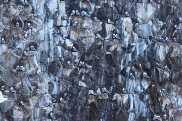 View of bird colony on the rock of Starichkov island by the Kamchatka Peninsula, Russia. 