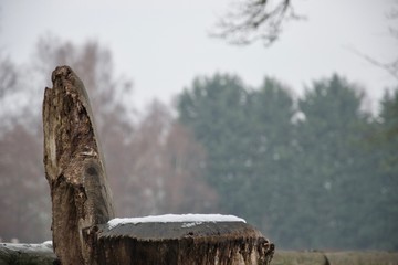 Natural wooden tree trunk seat in snow with trees in background