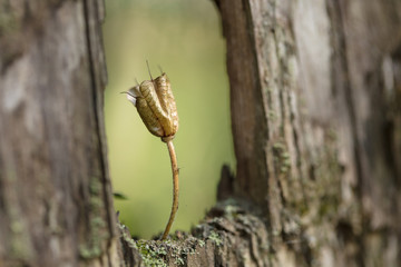 The flower and the berries have grown on an old stump very unusual. Wonder of nature