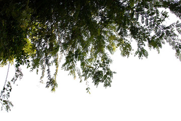 green tree isolated on white background