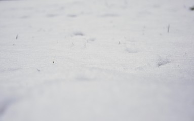 Rolling crystals of snow with tiny green grass blades poking through