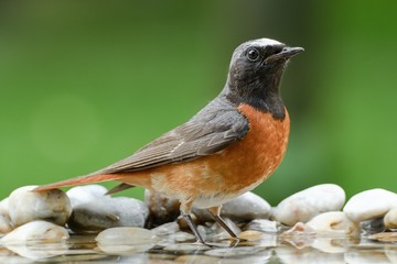 Common Redstart (Phoenicurus phoenicurus) -male by the water. East Moravia. Czech Republic. Europe.