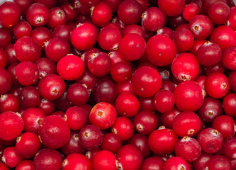 Berry cranberry forest.