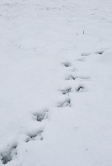 Perspective shot of animal tracks (bird, pheasant) in snow