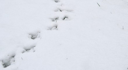 Perspective shot of animal tracks (bird, pheasant) in snow