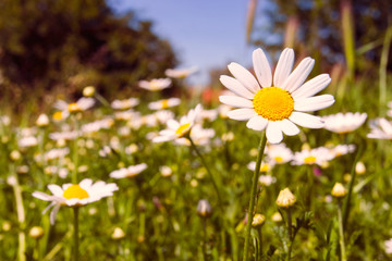 Romantic wild field of daisies with focus on one flower. Oxeye daisy, Leucanthemum vulgare, Daisies, Dox-eye, Common daisy, Dog daisy, Moon daisy, Camomile, Chamomile