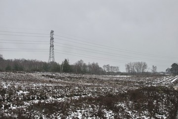 Winter snow on heather moorland, bare trees in distance and pylons / electricity wires