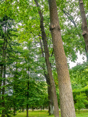 Garden and fresh green leaves trees