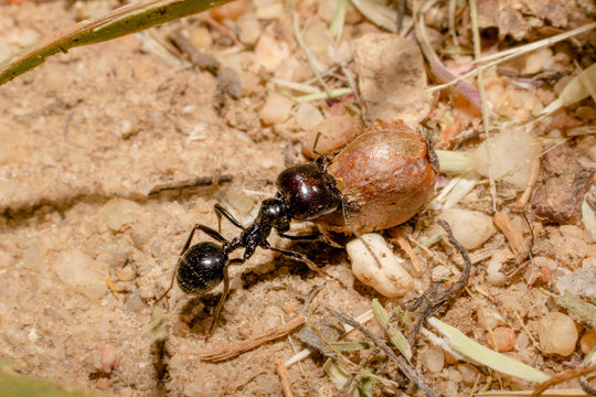 Formiga trabalhando arduo