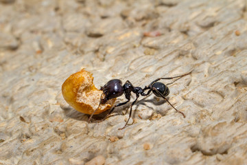Formiga trabalhadora
