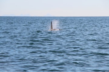 Fototapeta premium View of killer whale above water near Kamchatka Peninsula, Russia. The killer whale or orca (Orcinus orca) is a toothed whale belonging to the oceanic dolphin family, of which it is the largest member
