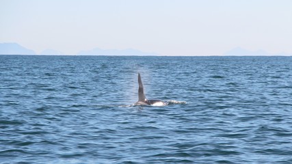 Naklejka premium View of killer whale above water near Kamchatka Peninsula, Russia. The killer whale or orca (Orcinus orca) is a toothed whale belonging to the oceanic dolphin family, of which it is the largest member