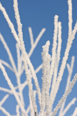 Frost on tree branches.