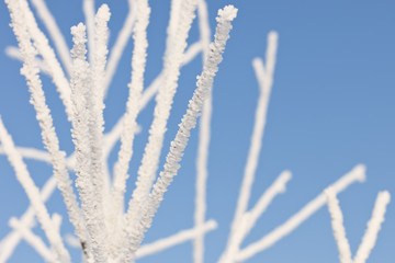 Frost on tree branches.