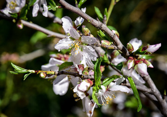Almond tree after the rain. Raindrops on almond blossom. Spring in the garden.