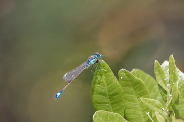 libélula