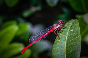 Libélula vermelha