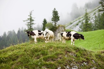 Fototapeta na wymiar Cows on the pasture in the Alps