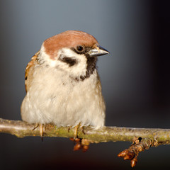  Tree sparrowd on the branch. East Moravia. Czech Republic. Europe.