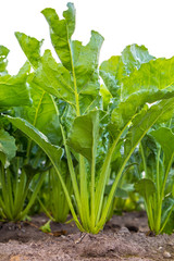 Obraz premium Frisches Grün auf dem Feld