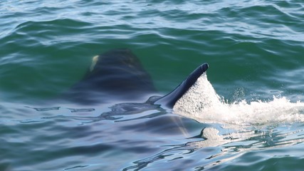 Fototapeta premium Killer whale under water, only a fin above it