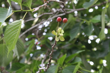 red cherries on the tree