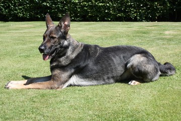 deutscher schäferhund, stockhaar