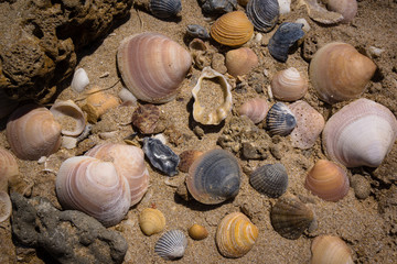 Muscheln am Strand im Sand